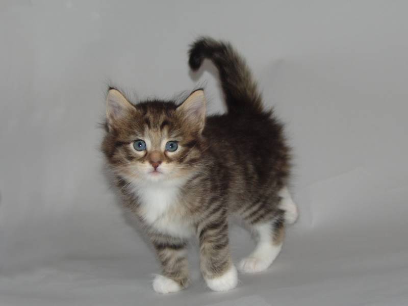 Grisella (33 Tage alt)