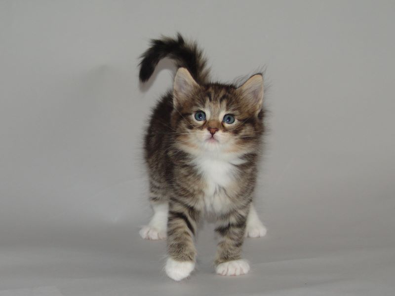 Grisella (33 Tage alt)