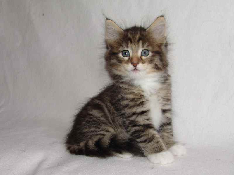 Grisella (40 Tage alt)