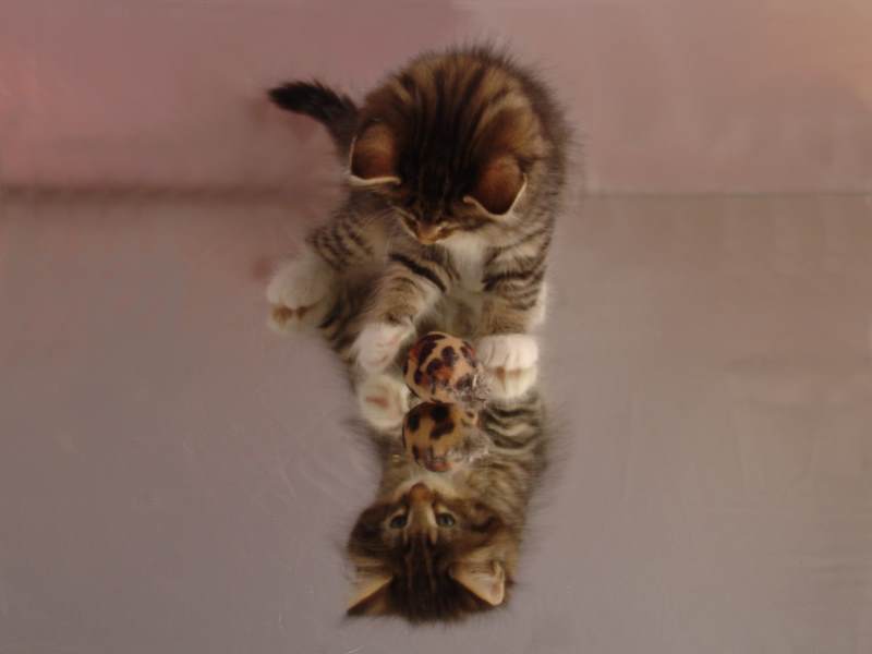 Grisella (47 Tage alt)