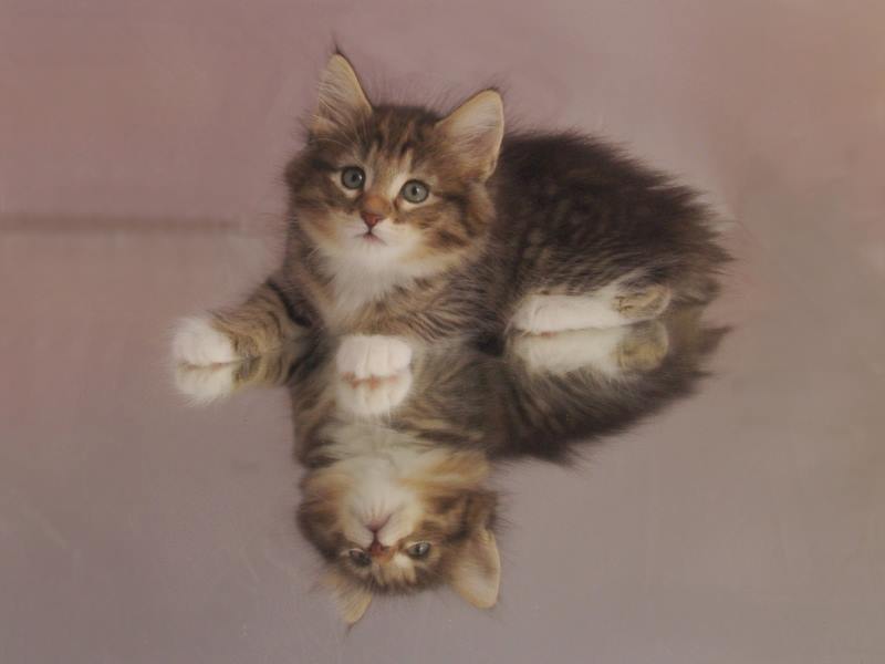 Grisella (47 Tage alt)