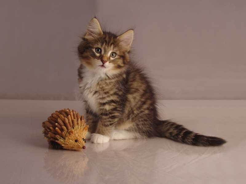 Grisella (54 Tage alt)