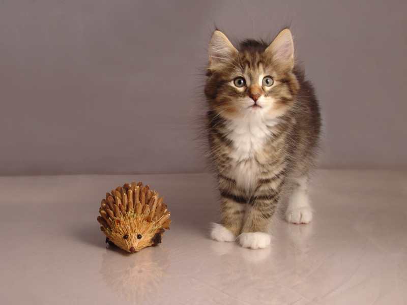 Grisella (54 Tage alt)