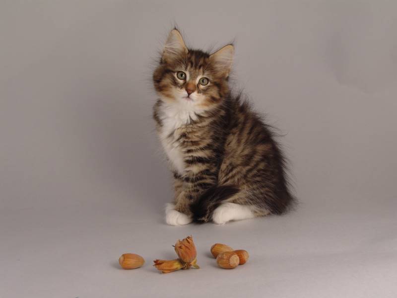 Grisella (61 Tage alt)