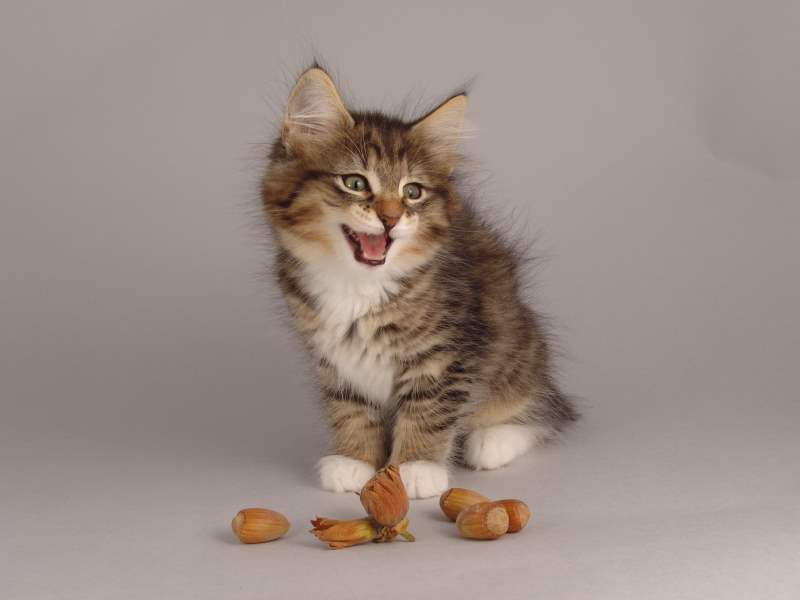 Grisella (61 Tage alt)