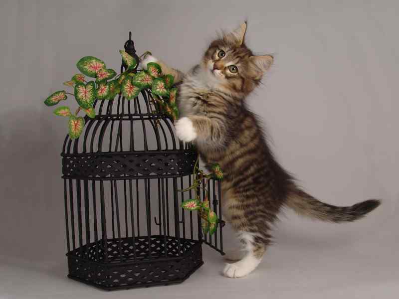 Grisella (68 Tage alt)