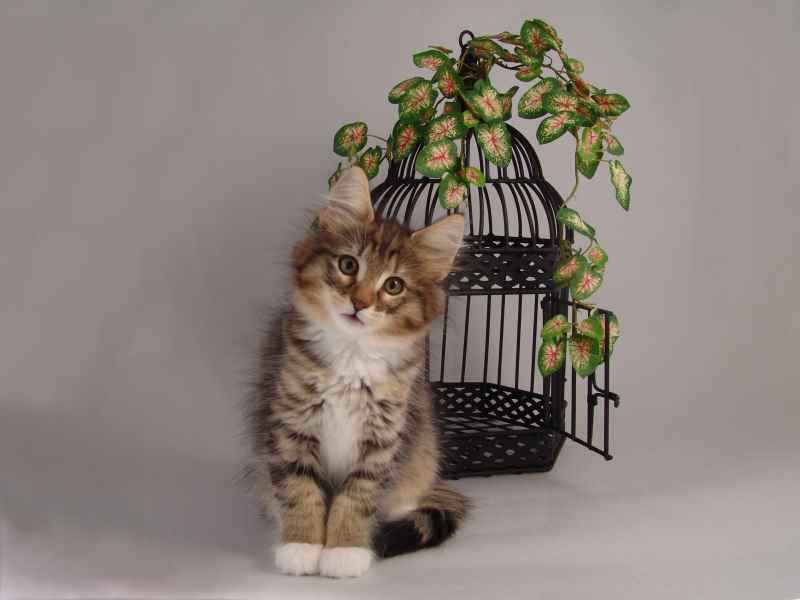 Grisella (68 Tage alt)