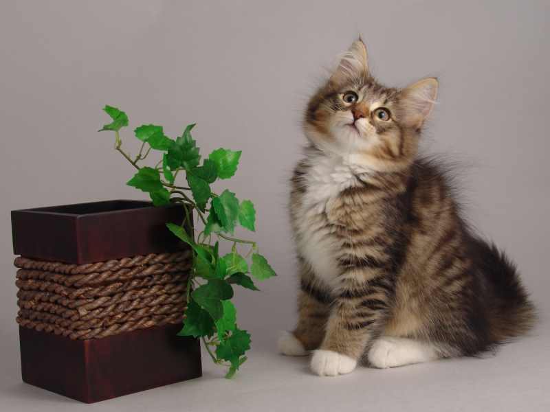 Grisella (75 Tage alt)