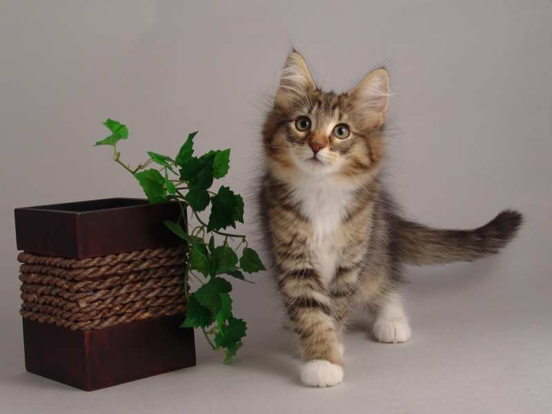 Grisella (75 Tage alt)