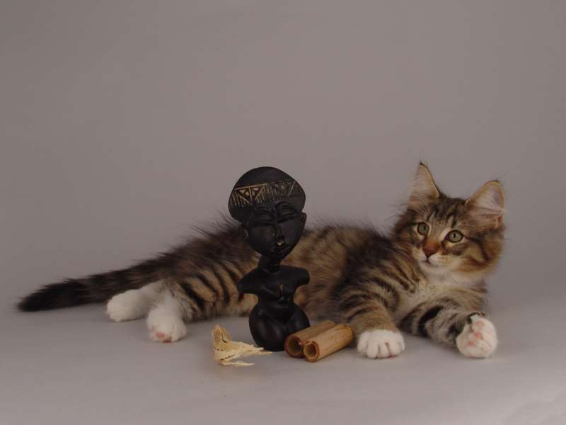 Grisella (82 Tage alt)