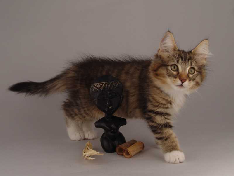 Grisella (82 Tage alt)