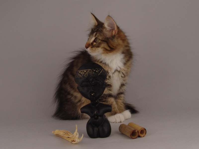 Grisella (82 Tage alt)