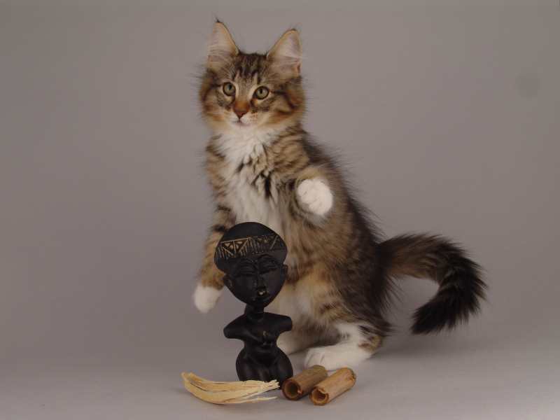 Grisella (82 Tage alt)