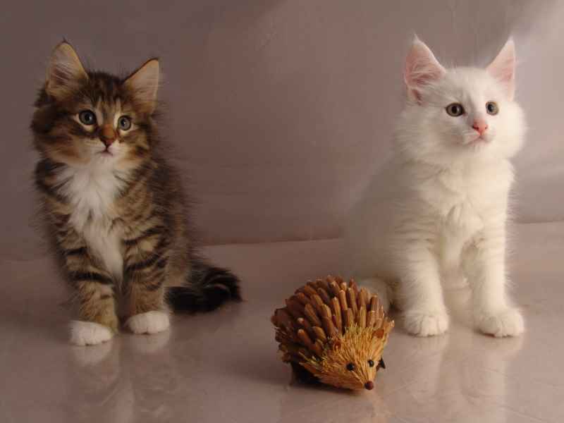 Wurf G (54 Tage alt)