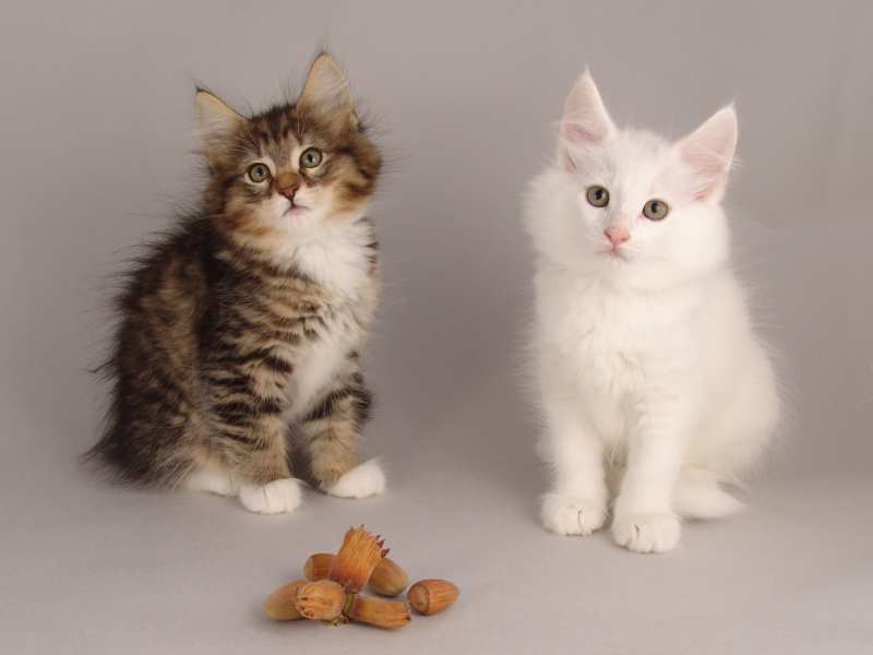 Wurf G (61 Tage alt)