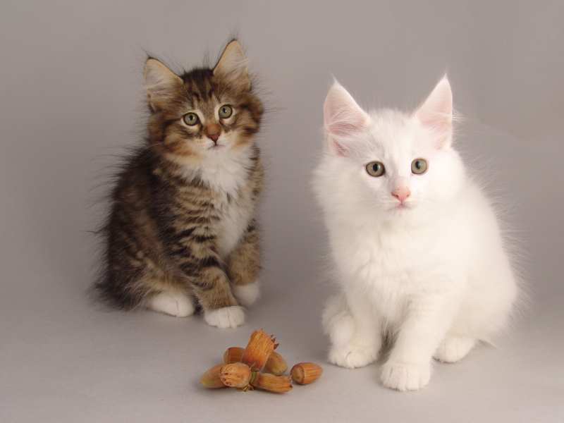 Wurf G (61 Tage alt)