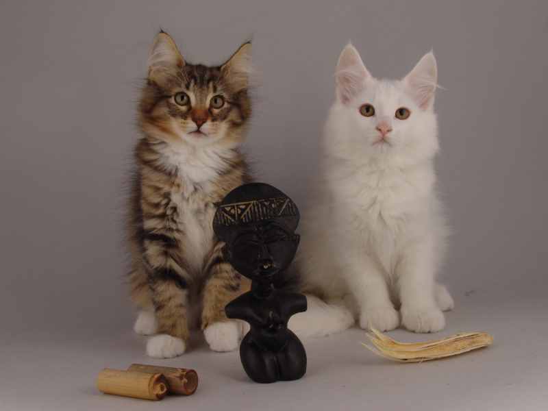 Wurf G (82 Tage alt)