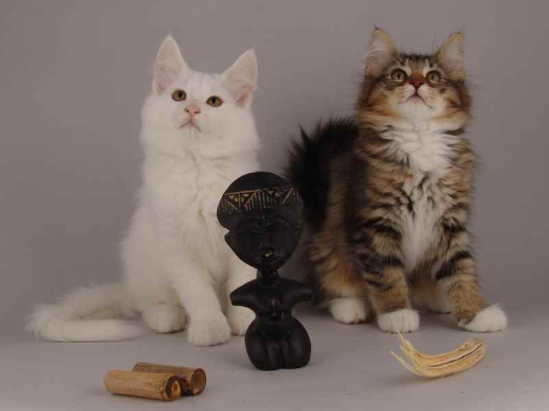 Wurf G (82 Tage alt)