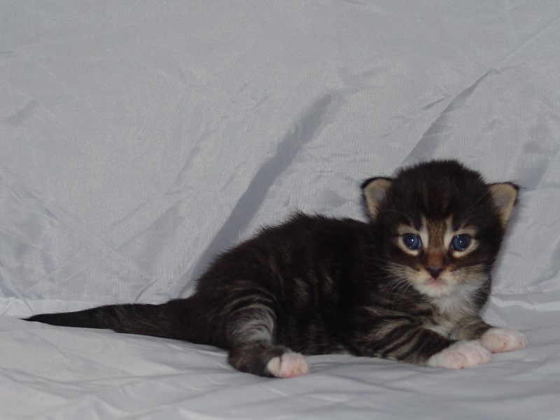 Håkon (16 Tage alt)