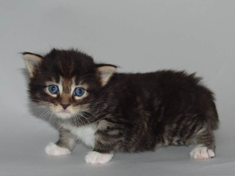 Håkon (22 Tage alt)