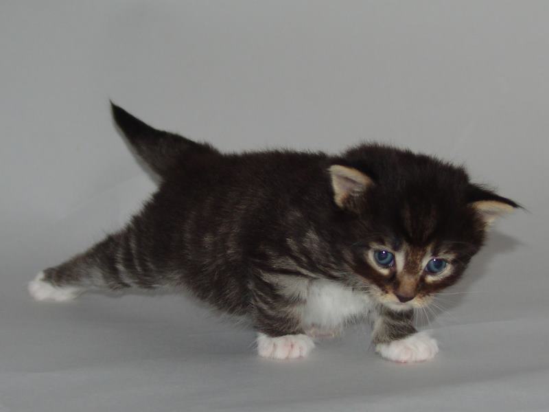 Håkon (22 Tage alt)