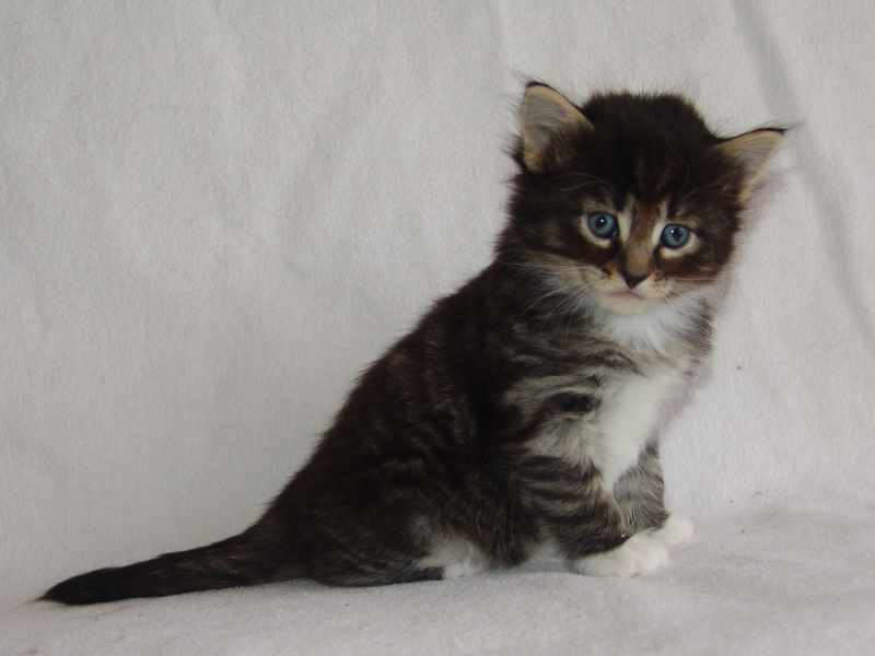 Håkon (29 Tage alt)