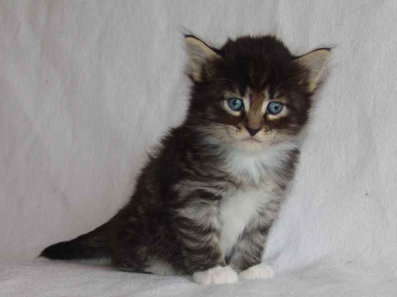 Håkon (29 Tage alt)