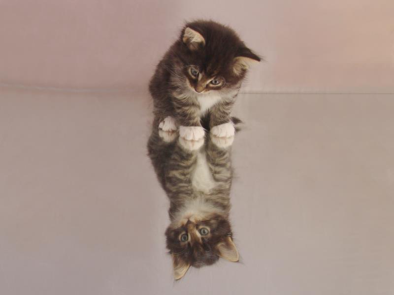 Håkon (36 Tage alt)