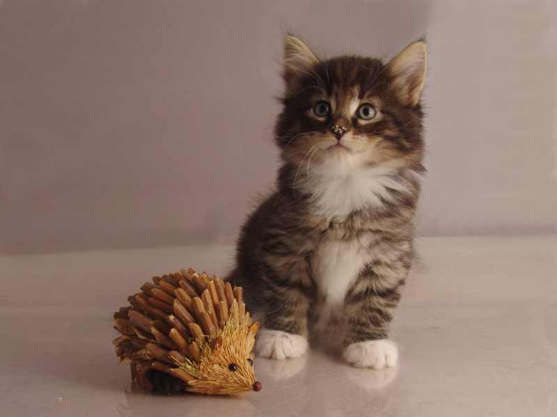 Håkon (43 Tage alt)