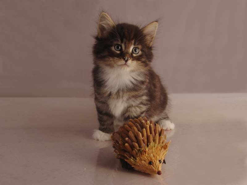 Håkon (43 Tage alt)