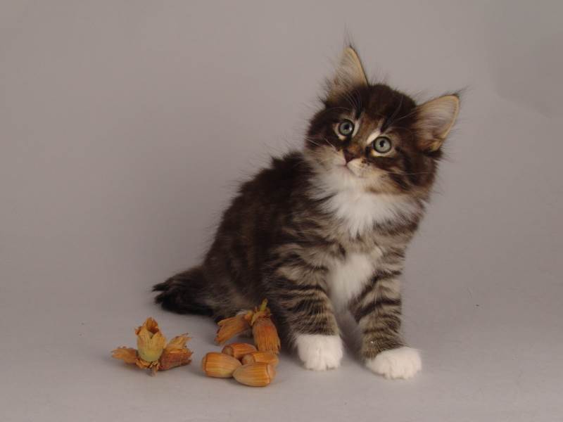 Håkon (50 Tage alt)