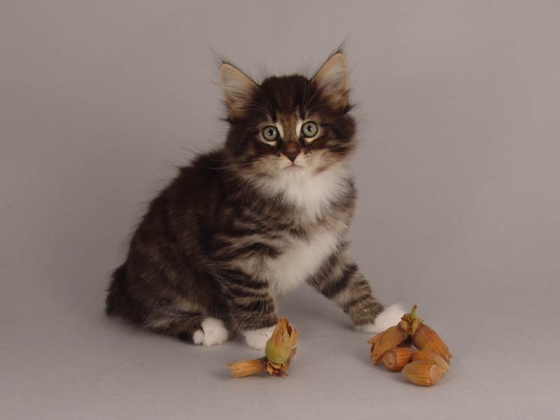 Håkon (50 Tage alt)