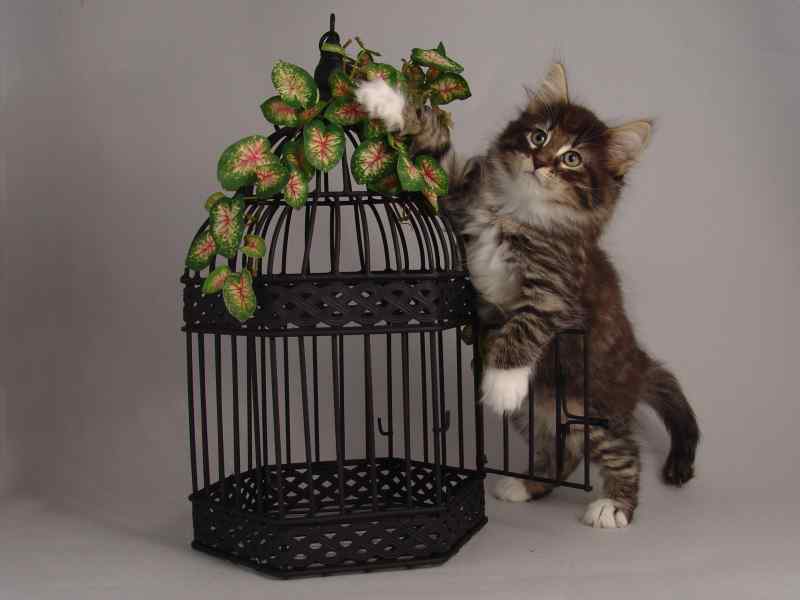 Håkon (57 Tage alt)