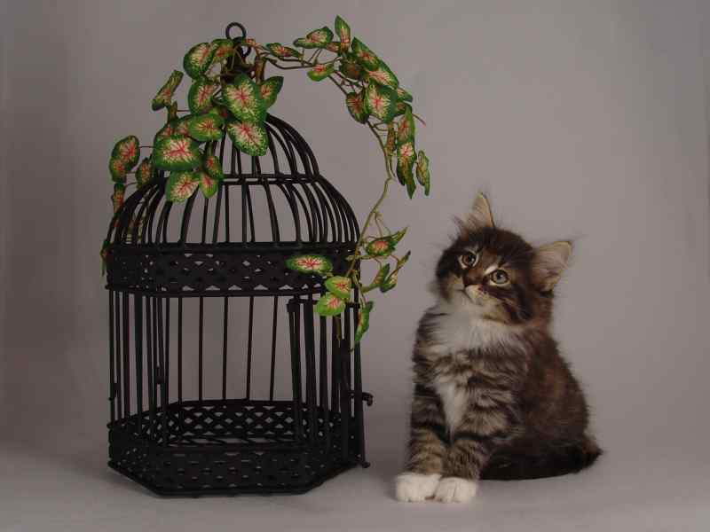 Håkon (57 Tage alt)