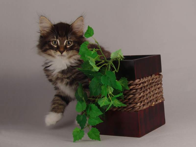 Håkon (64 Tage alt)