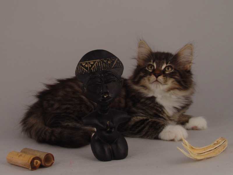 Håkon (71 Tage alt)