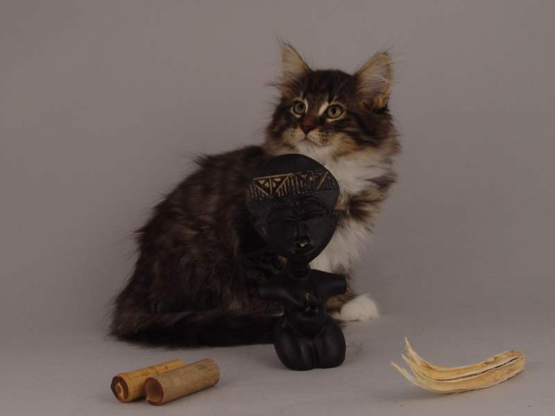 Håkon (71 Tage alt)