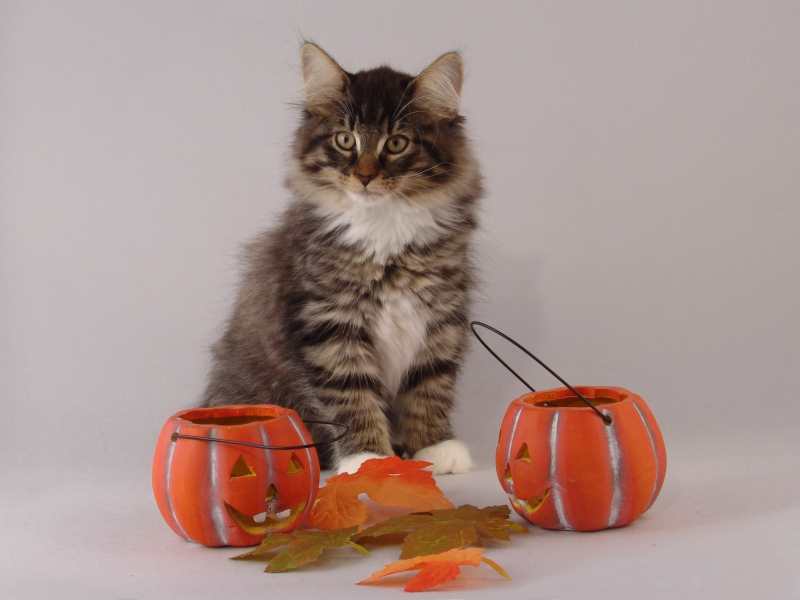 Håkon (85 Tage alt)