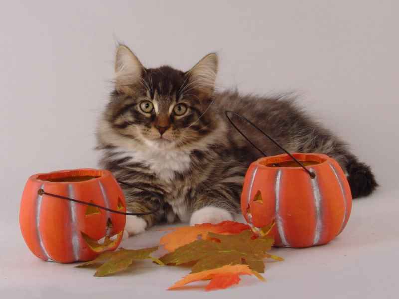 Håkon (85 Tage alt)