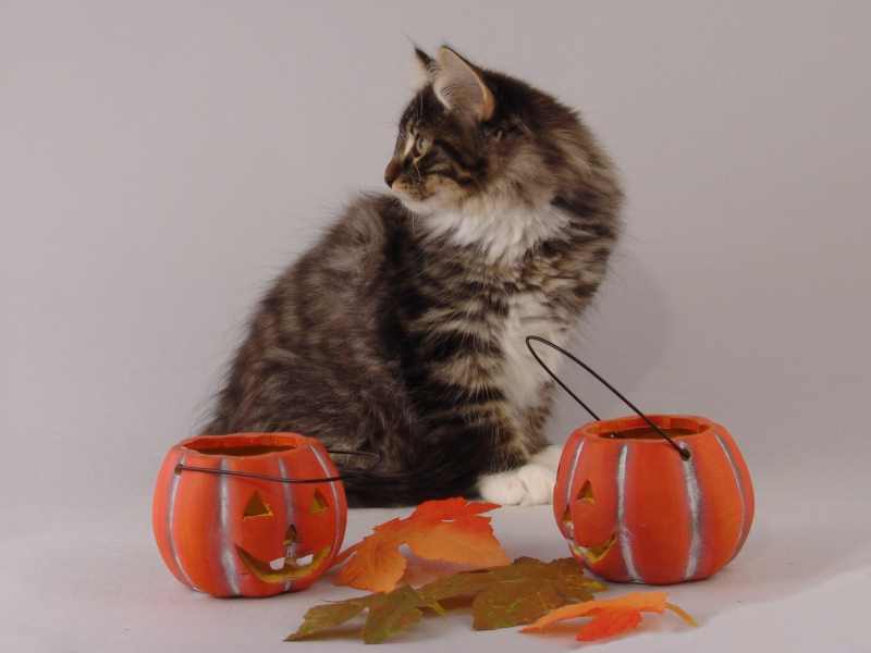 Håkon (85 Tage alt)