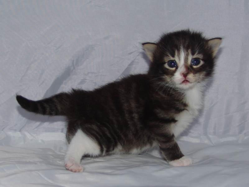 Hägar (16 Tage alt)