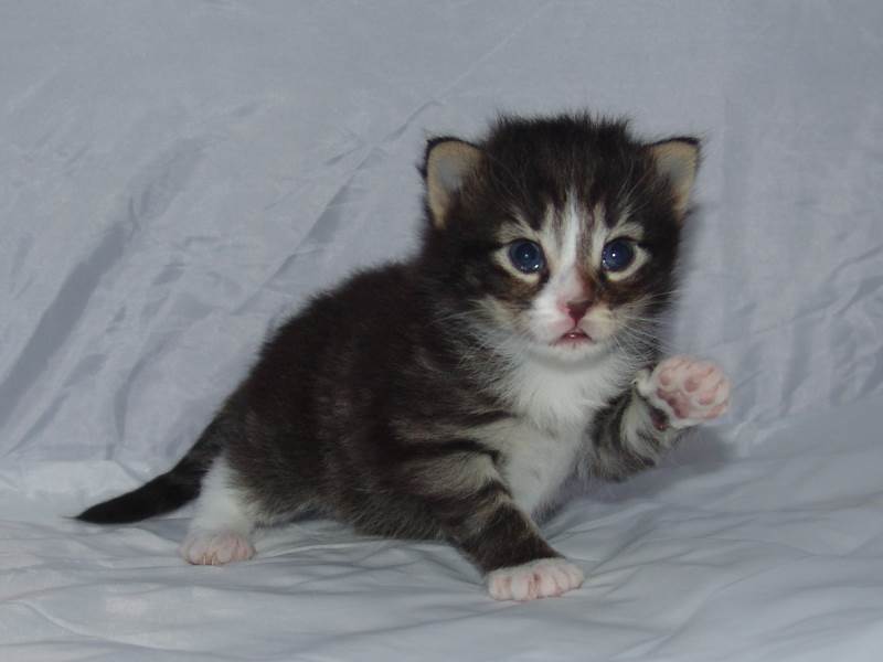 Hägar (16 Tage alt)