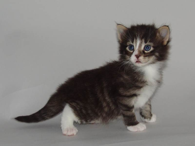 Hägar (22 Tage alt)