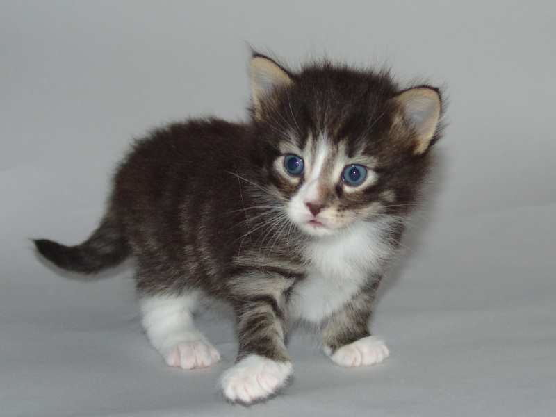 Hägar (22 Tage alt)