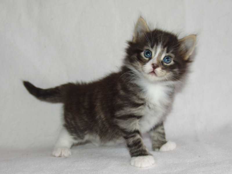 Hägar (29 Tage alt)