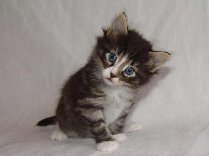 Hägar (29 Tage alt)