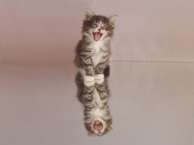 Hägar (36 Tage alt)