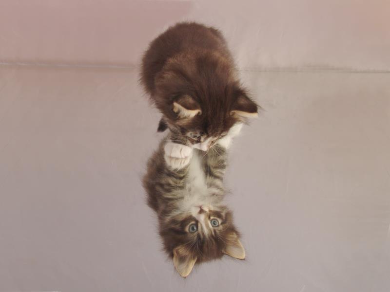 Hägar (36 Tage alt)