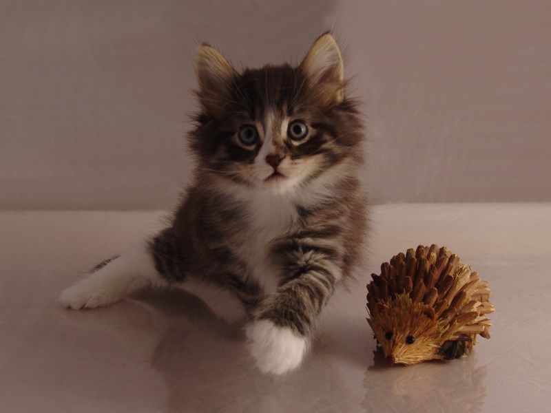 Hägar (43 Tage alt)