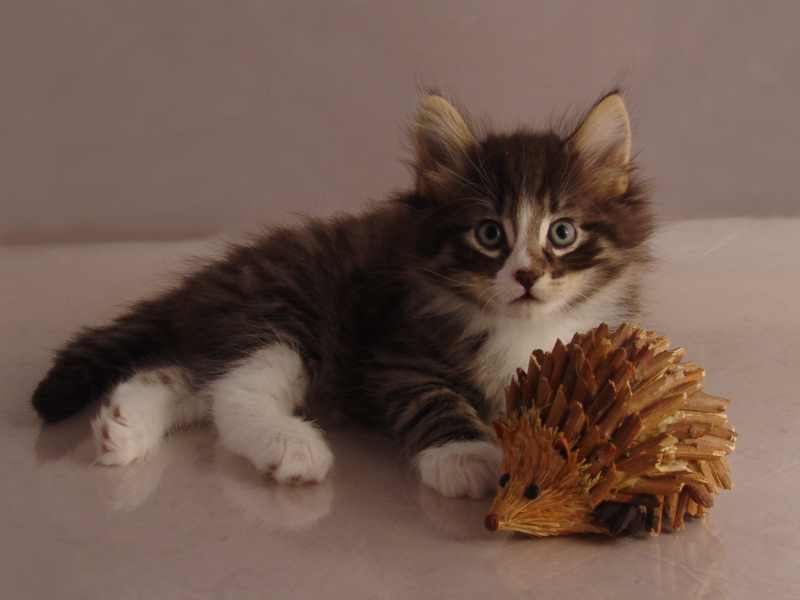 Hägar (43 Tage alt)